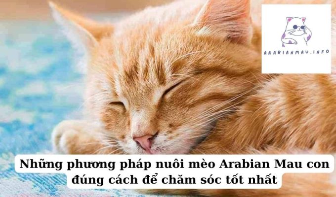 Những phương pháp nuôi mèo Arabian Mau con đúng cách để chăm sóc tốt nhất