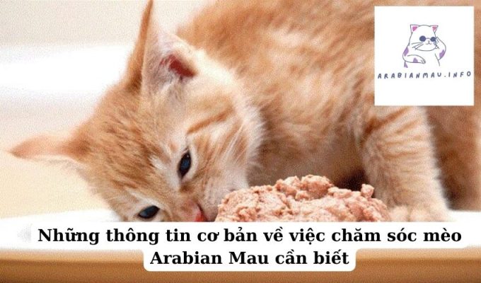 Những thông tin cơ bản về việc chăm sóc mèo Arabian Mau cần biết