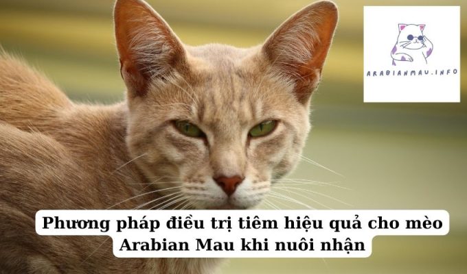 Phương pháp điều trị tiêm hiệu quả cho mèo Arabian Mau khi nuôi nhận