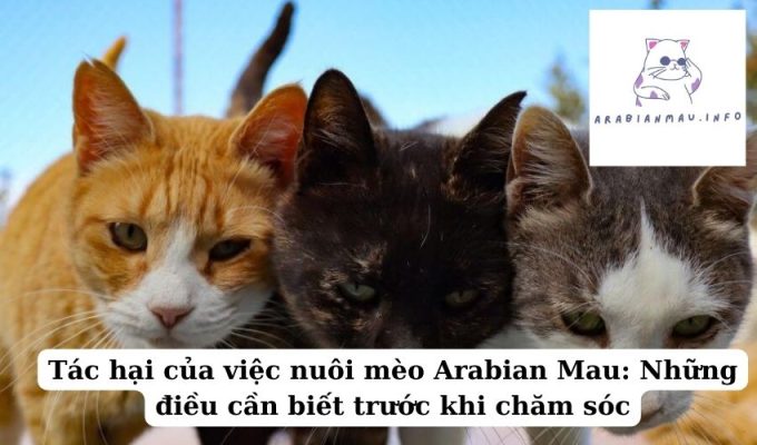 Tác hại của việc nuôi mèo Arabian Mau Những điều cần biết trước khi chăm sóc