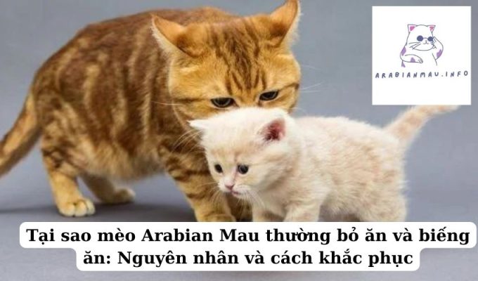 Tại sao mèo Arabian Mau thường bỏ ăn và biếng ăn Nguyên nhân và cách khắc phục