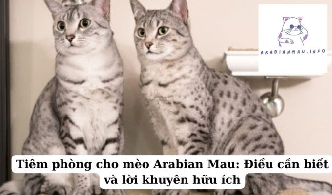 Tiêm phòng cho mèo Arabian Mau Điều cần biết và lời khuyên hữu ích