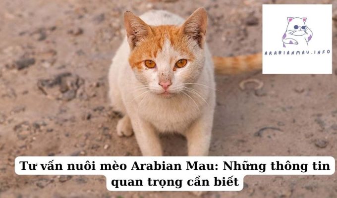 Tư vấn nuôi mèo Arabian Mau Những thông tin quan trọng cần biết